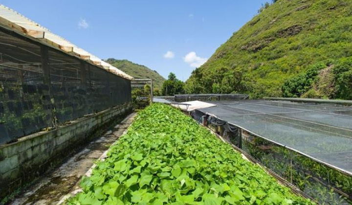 2630 Waiomao Road,Honolulu,Hawaii,96816,10 ベッドルーム ベッドルーム,6 バスルームバスルーム,一戸建て,Waiomao,18344507